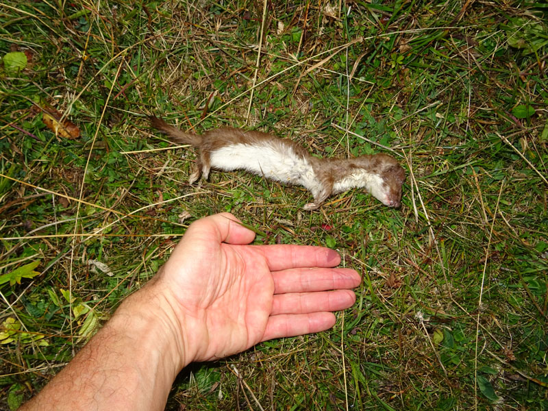 purtoppo morta !...Faina ?.... no: Mustela nivalis (Donnola)